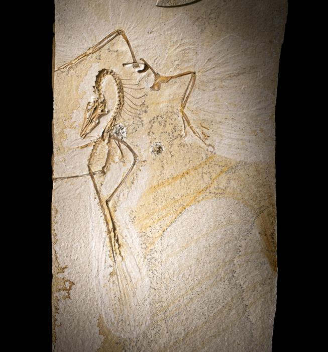 The Chicago Archaeopteryx. Creedit: Delaney Drummond - Field Museum