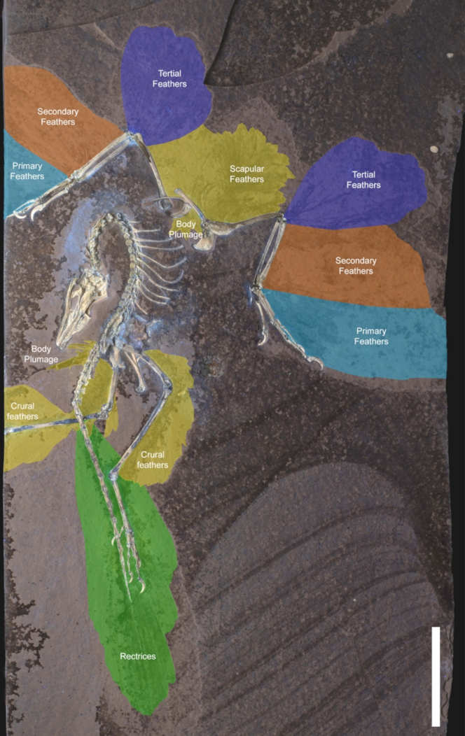 Feather distribution of the Chicago Archaeopteryx (Image by O'Connor et al. Nature)