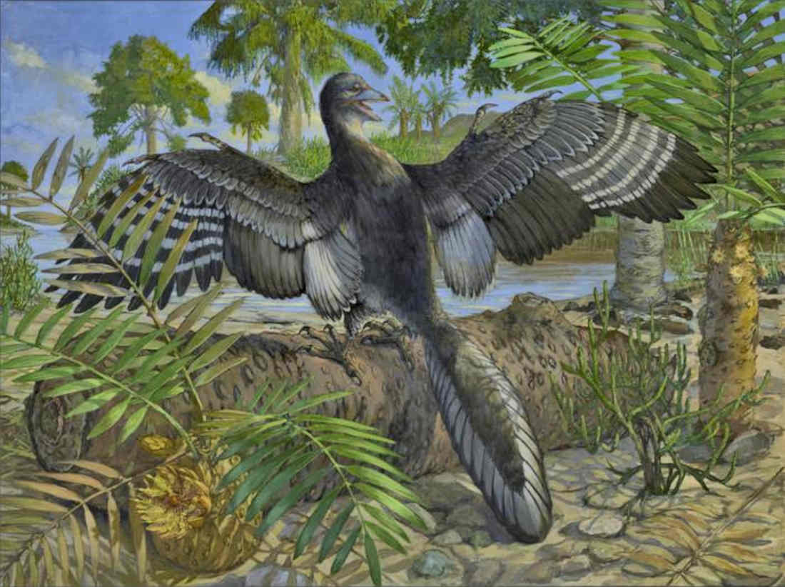 Illustration showing Archaeopteryx in life, including its tertial feathers that would have helped it fly. Image Credit: Michael Rothman - Field Museum