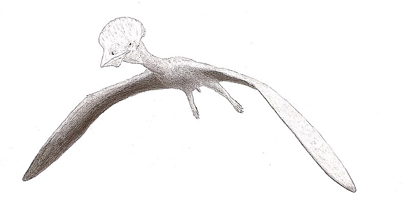 Reconstruction of Afrotapejara zouhri - A similar tapejarid pterosaur to the one found in the UK. Image Credit: Antonio R. Mihaila.
