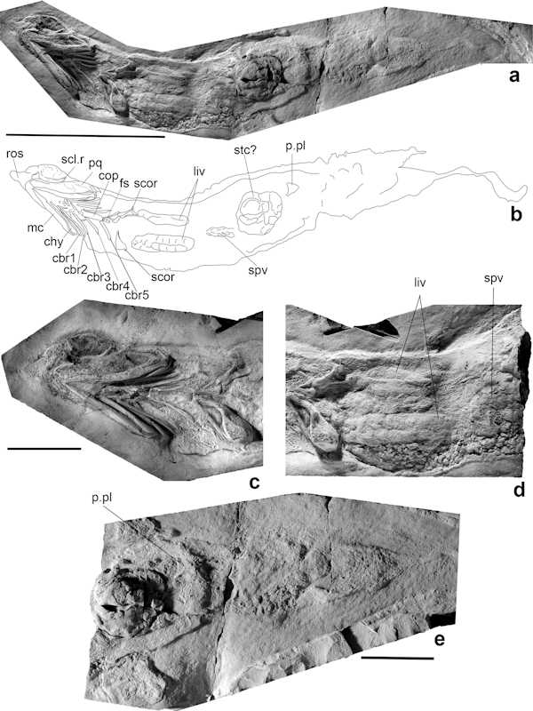 Figure 4 from Frey et al 2020 showing an image, line drawing, and zoomed in portions of the shark specimen.
