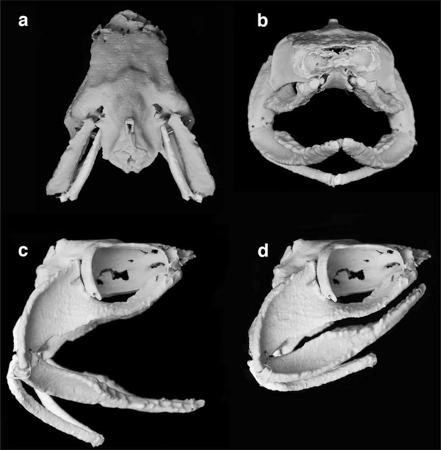 Fig. 4 from Frey et al 2020 showing the composite model of the new sharks jaws.