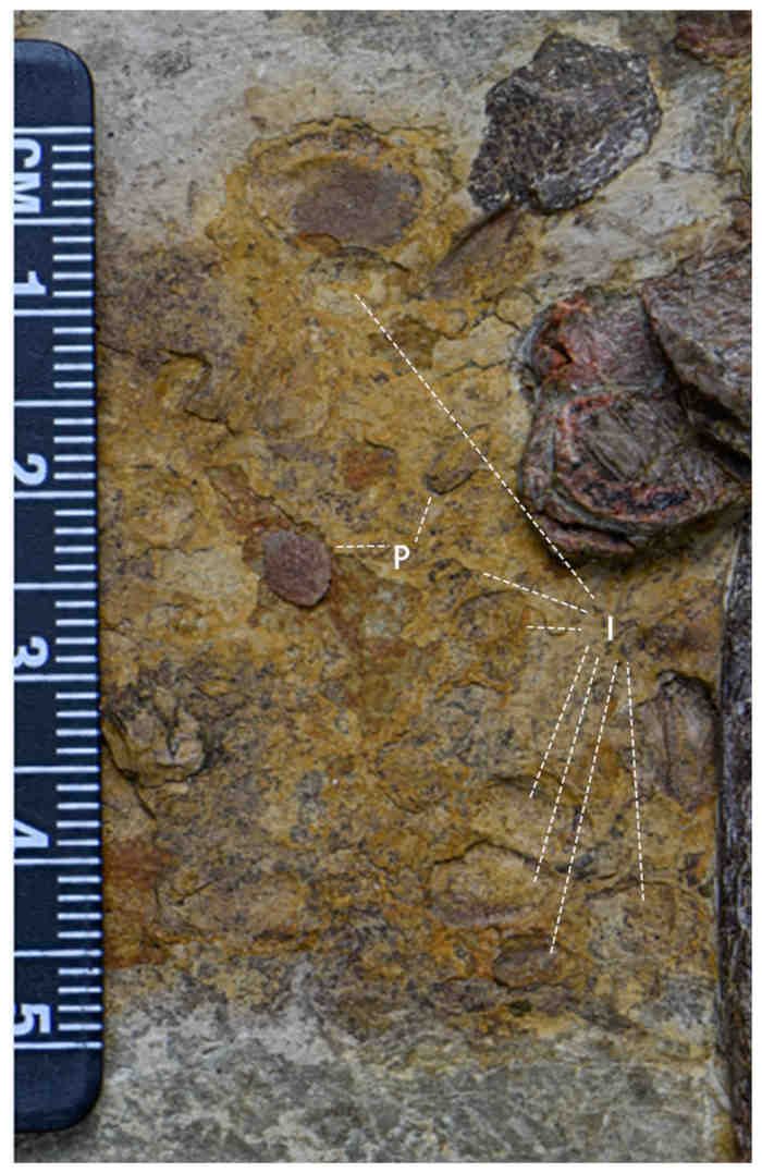 Figure 16 from (Yang et al, 2025) showing the preserved gut contents
- P-Pebbles; I-Impressions of possible plant seeds. Photo credit: Hailong Zhang. CC BY 4.0