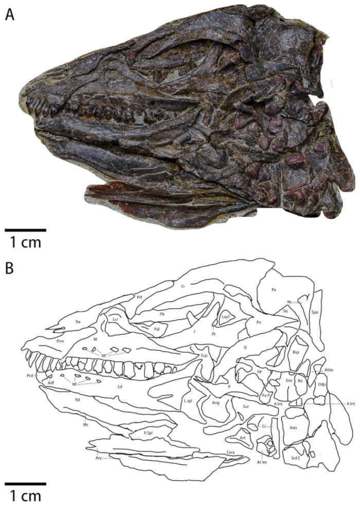 Figure 2 from (Yang et al, 2025) showing the skull of Pulaosaurus qinglongin left lateral view (IVPP V30936). CC BY-4.0