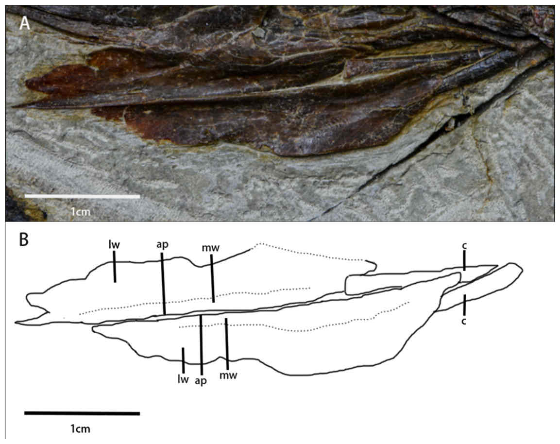Figure 5 from (Yang et al, 2025) showing the arytenoids and ceratobranchials of the Pulaosaurus qinglongin. These rarely preserved structures help show
how the throat and vocal structures are arranged and control airflow and sound production. CC BY 4.0