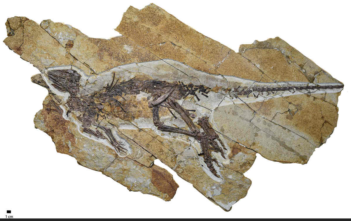Figure 1 from (Yang et al, 2025) showing a photograph of the whole skeleton of Pulaosaurus qinglongin left lateral view (IVPP V30936).
Image Credit: Hailong Zhang - CC BY 4.0