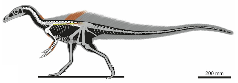 Illustration of Ubirajara jubatus from Smyth et al, Cretaceous Research