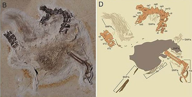 Image and diagram of one of the fossil halves.  This fossil shows the furry mane running down the dinosaurs back.  From Smyth et al., Cretaceous Research