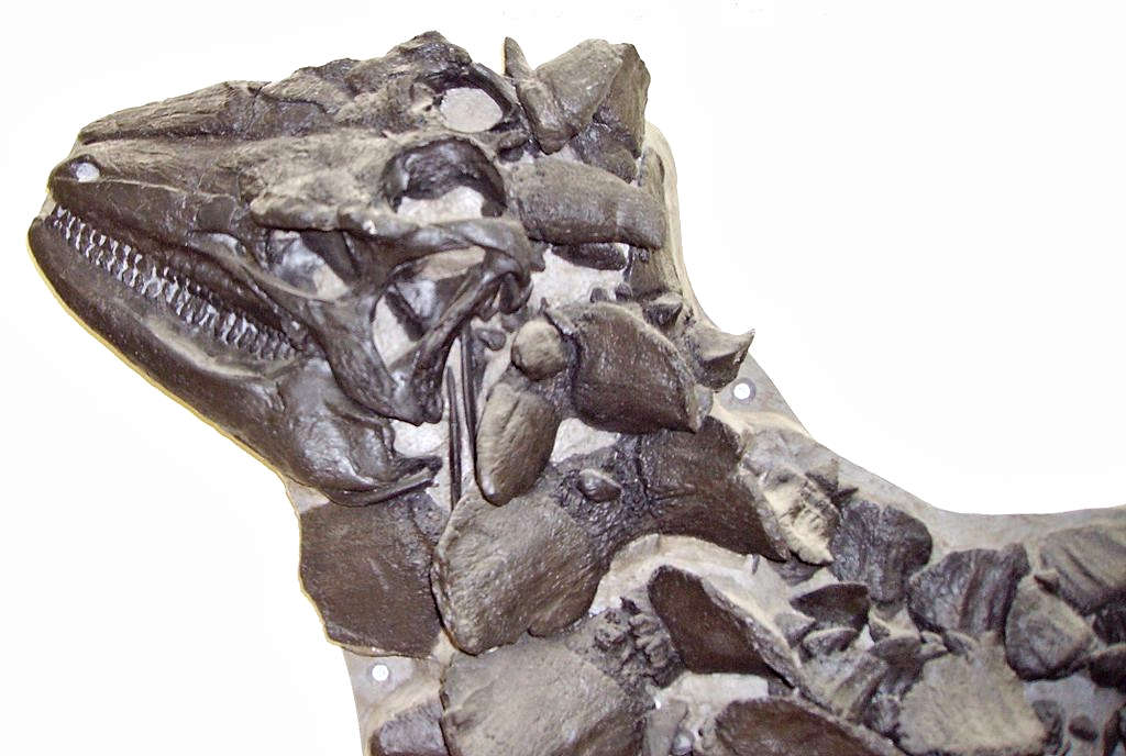 Closeup of the skull of Scelidosaurus at the Charmouth Heritage Coast Centre, Charmouth, England.  Photo by Ballista (GFDL)