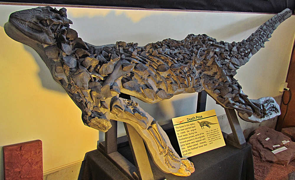 Replica of an 11 foot and nearly complete Scelidosaurus skeleton found in 2000.  This replica is on display at the St. George Dinosaur Discovery Site in Utah.  Image by: 5of7 (CC BY-SA 2.0)