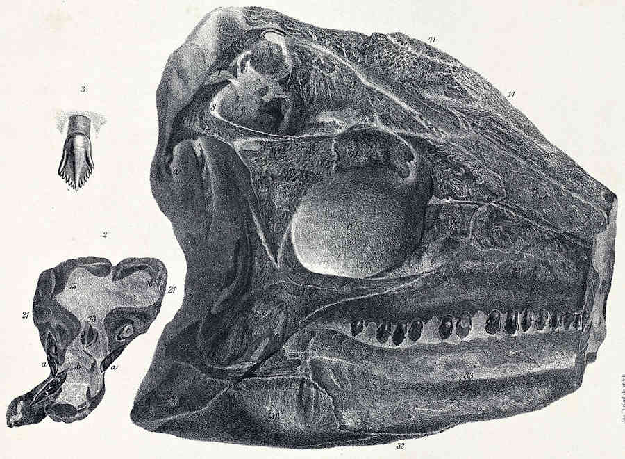 Illustrations of Scelidosaurus holotype showing drawing of parts of the skull and a tooth. From Owen's Monograph of a Fossil Dinosaur of the Lower Lias. (Public Domain)