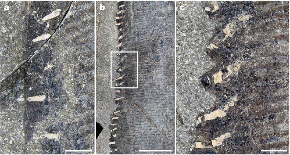 Figure 3 A, B, and C from Lindgren et al 2005 showing the ichthyosaur flipper with the chondroderms that make up the serrated edge: CC By 4.0