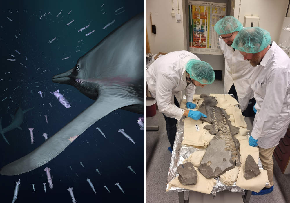 Life reconstruction of the giant Jurassic ichthyosaur Temnodontosaurus, highlighting the winglike flipper and the unusual structures observed in the fin. Artwork by Joschua Knuppe. Right: Photograph of Drs Lomax and Lindgren, together with fellow researcher Sven Sachs, examining one part of the flipper at Lund University, Sweden. Courtesy of Katrin Sachs