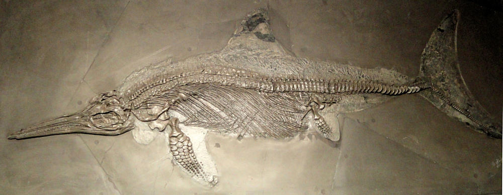 Image of a nearly complete ichthyosaur skeleton with soft tissue outline on display at the Senckenberg Natural History Museum in Frankfort, Germany.
