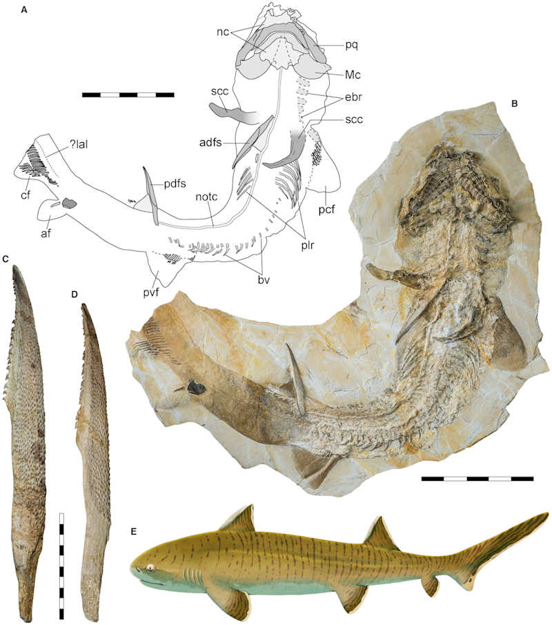 Asteracanthus ornatissimus specimen - from Stumpf et al, 2021 - figure 1