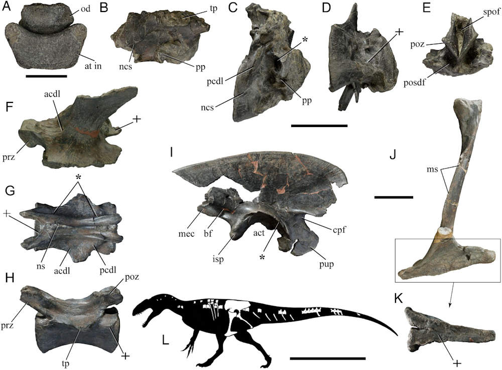 Figure 1 from Malafaia et al., 2020 showing selected skeletal remains of the new species Lusovenator santosi - specimen SHN. 036.