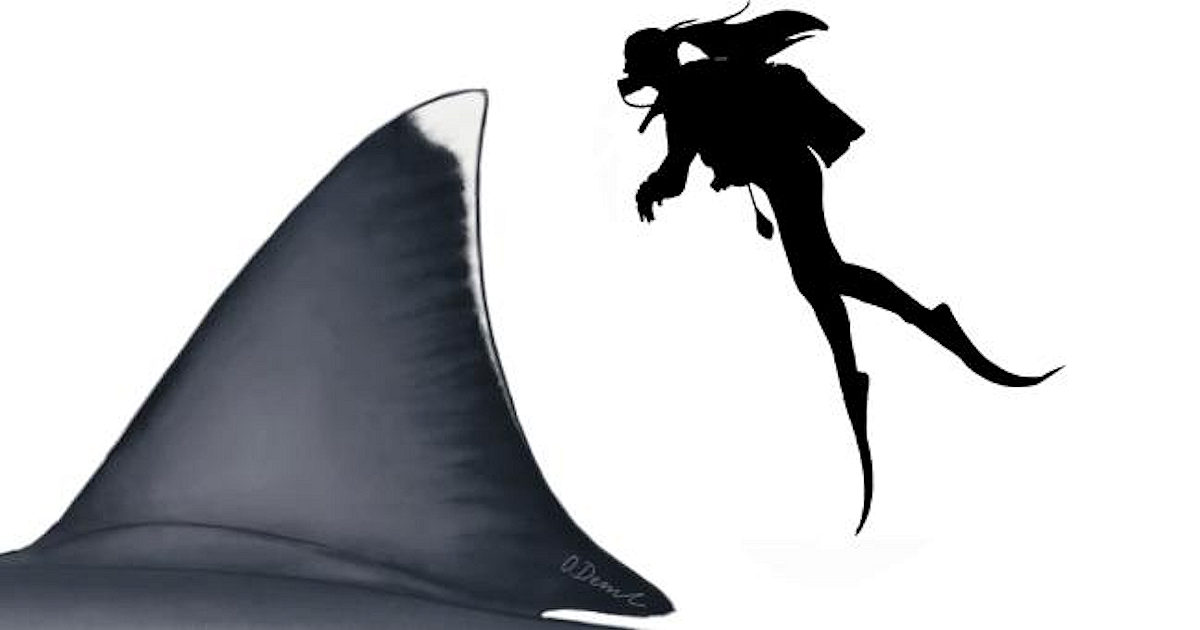 Reconstruction of a Large Megalodon Fin and Diver by Oliver E. Demuth.