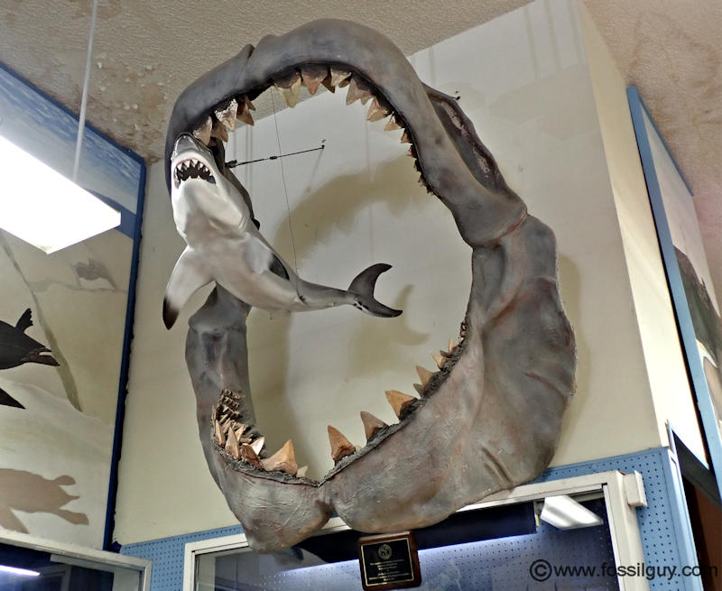 Megalodon jaws complete with fossil teeth with a Great White shark inside the jaws. This display is at the Buena Vista Museum of Natural History in Bakersfield, CA