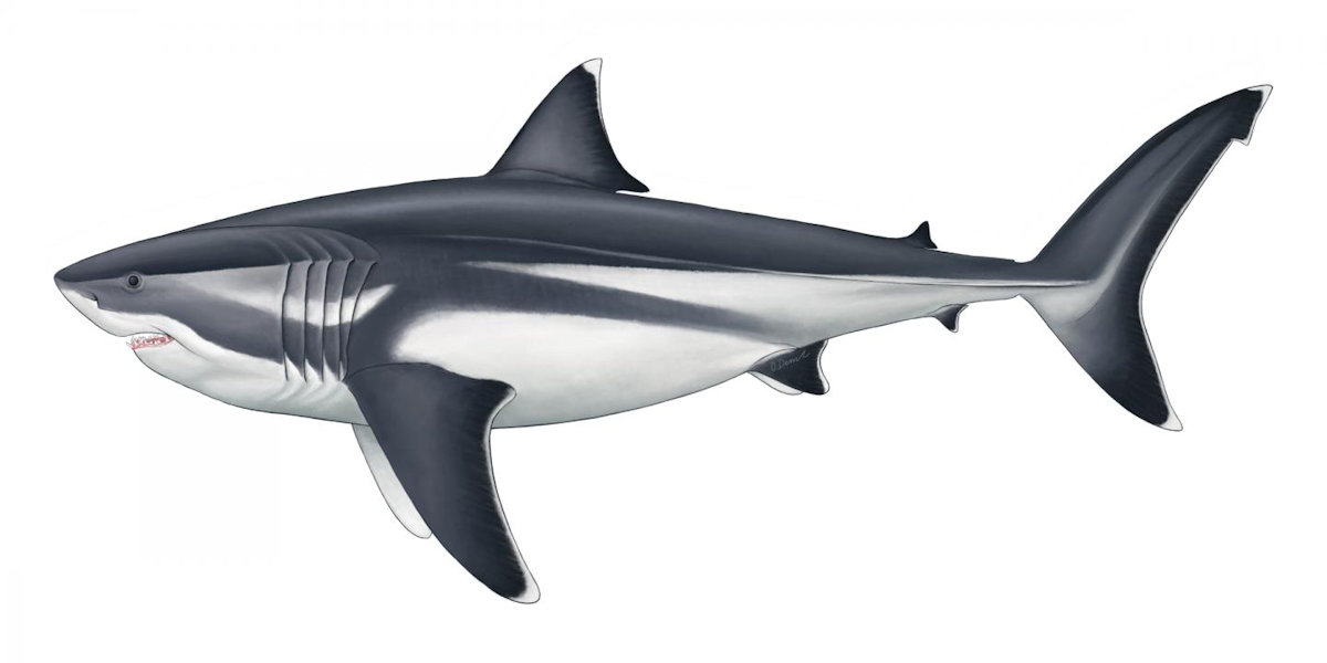 Palaeoartist reconstruction of a 16m adult Megalodon. Reconstruction by Oliver E. Demuth.