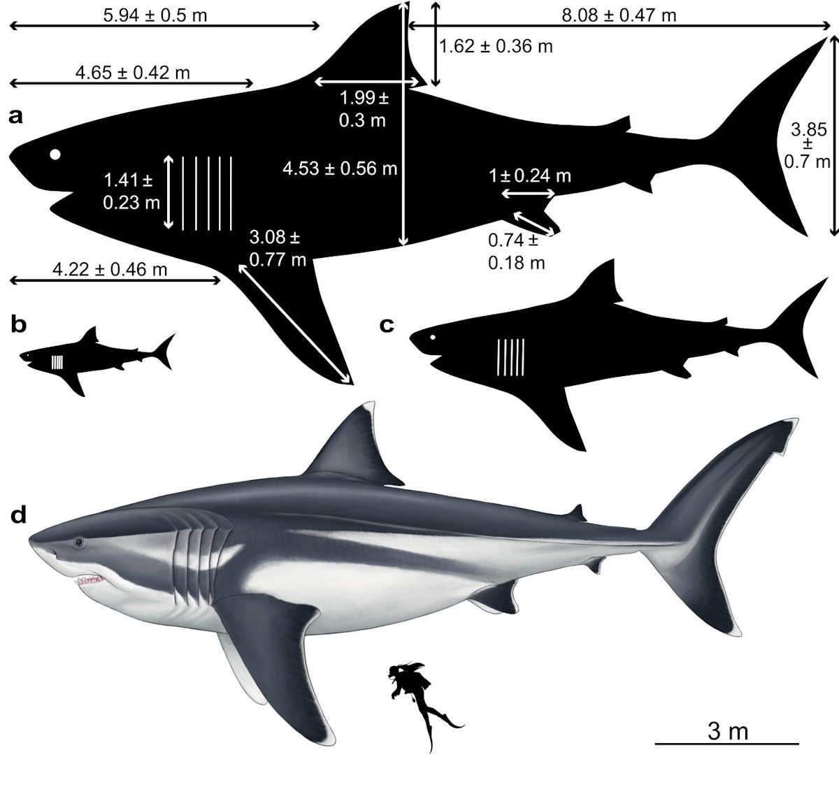Computational reconstruction of Megalodon's size and proportions at different life stages: a) 16m adult with 12 estimated body dimensions recorded; b) 3m new-born and c) 8m juvenile. By Oliver E. Demuth.