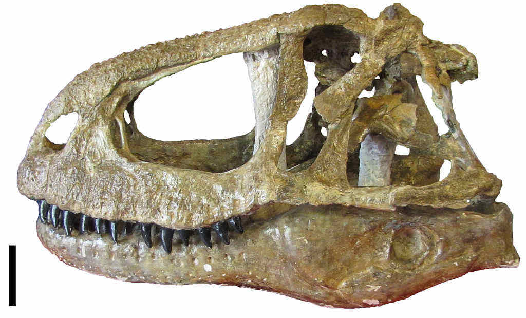 Reconstruction of an Abelisaurus skull with original bones of the holotype. Museo Provincial Carlos Ameghino, Cipolletti, Argentina. Scale = 10 cm. Image credit Christophe Hendrickx (CC BY-SA 3.0)