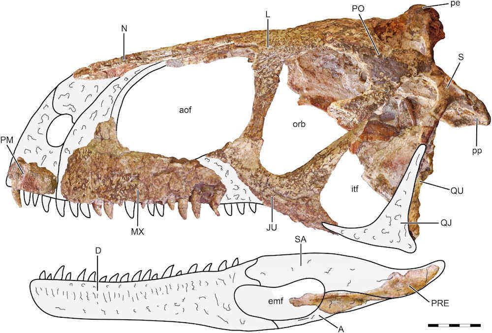 Figure 17 from Gianechini et al., 2021 - Journal of Vertebrate Paleontology - showing a reconstruction of the complete skull of Llukalkan aliocranianus.
