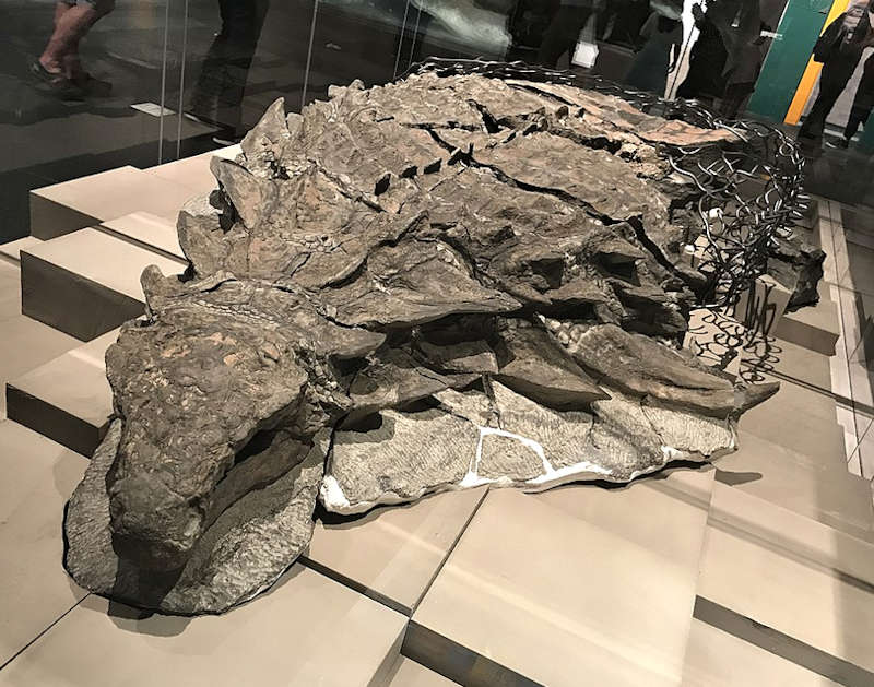 The holotype of Borealopelta on display at the Royal Tyrrell Museum in Alberta