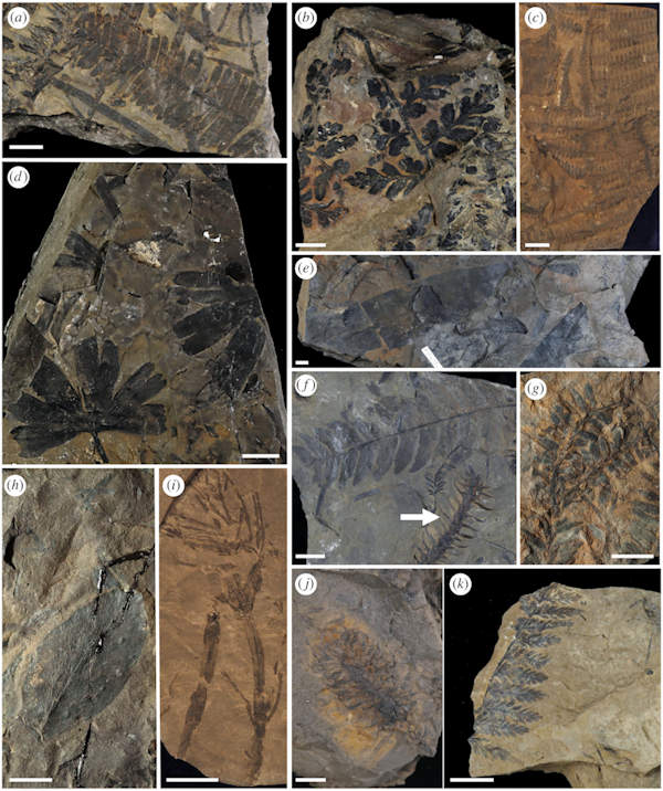 Figure 3 from (Brown et al. 2020) showing fossil plants from the Gates Formation.  This would have been the local vegetation in the dinosaurs environment. 