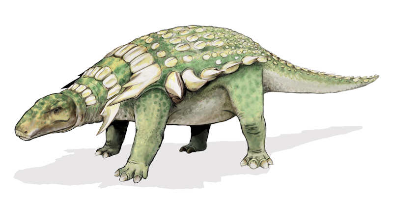Life drawing of Edmontonia rugosidens, a similar type of Ankylosaur.