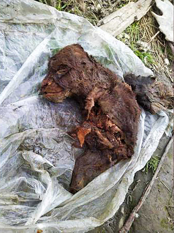 Image of the baby cave bear found in the melting permafrost in the mainland of Yakutia. Image Credit: NEFU