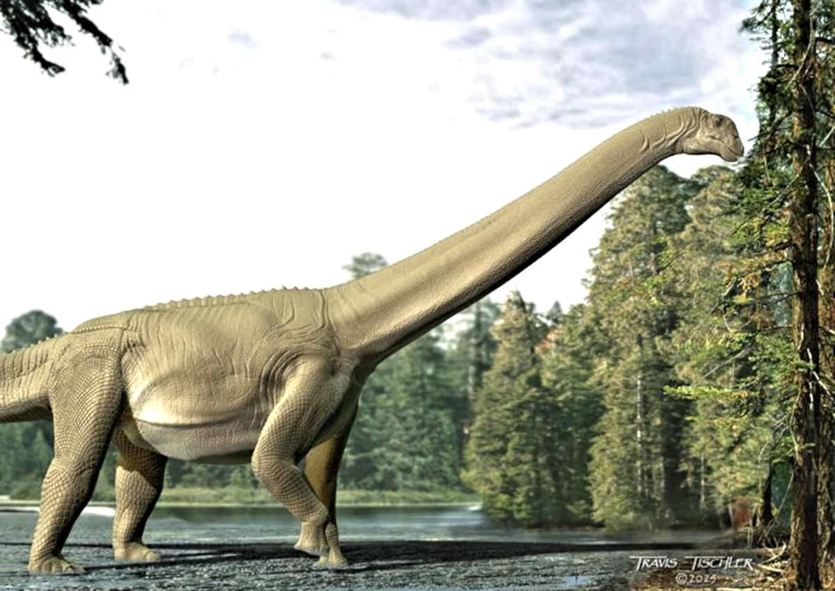 Artist impression of Diamantinasaurus matildae feeding. Credit: Travis Tischler