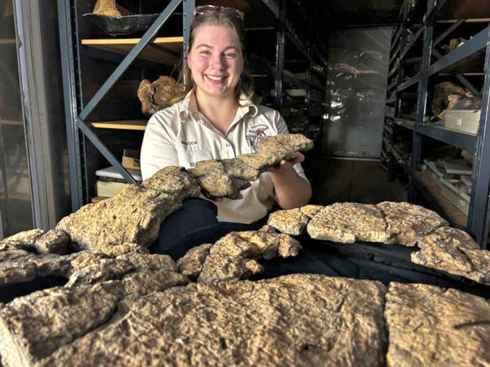 Australian Age of Dinosaurs Collection Manager Mackenzie Enchelmaier holds up sauropod gut content fossil. Credit: Stephen Poropat