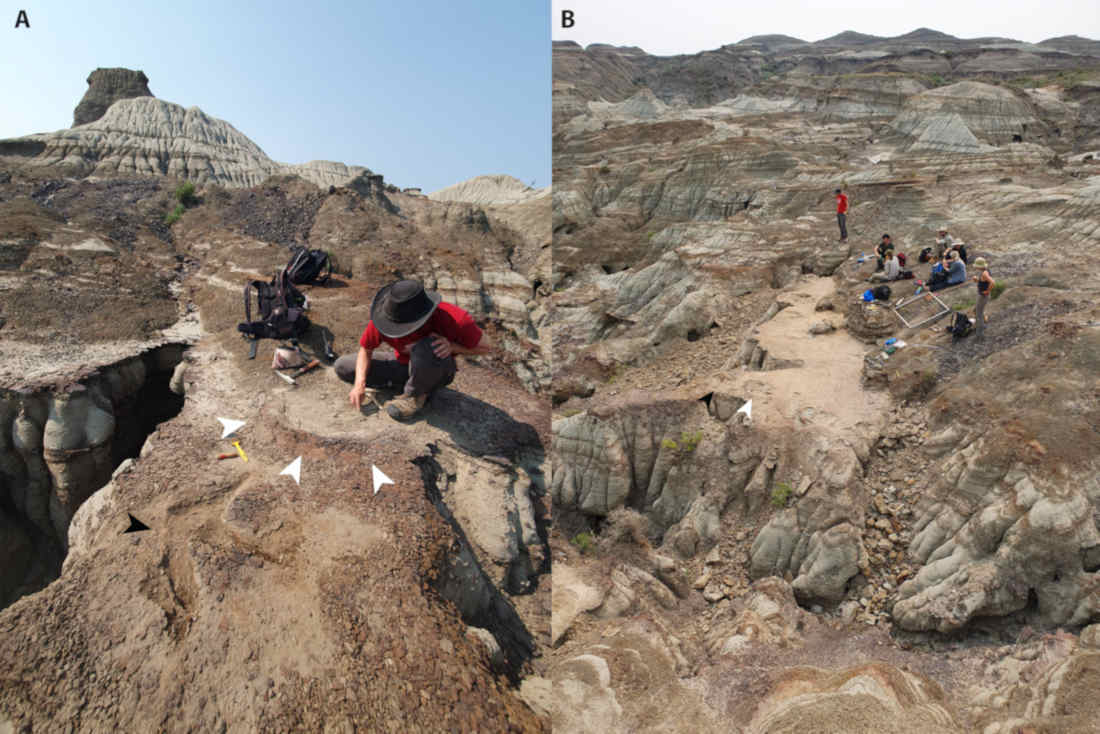 Figure 1 from (Bell et al, 2025) showing the Skyline Tracksite just after it was discovered and during excavation. CC BY-4.0