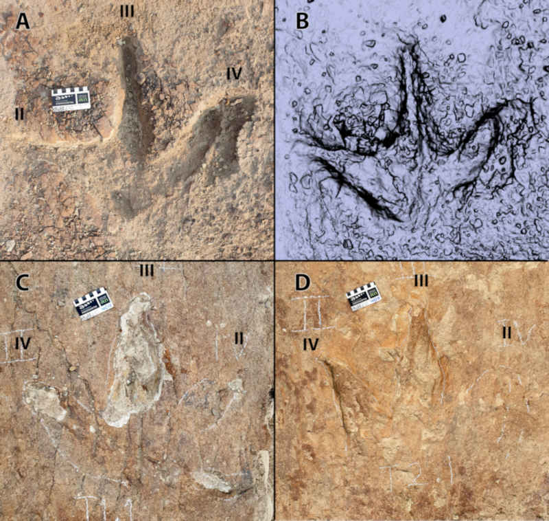 Figure 9 from (Bell et al, 2025) showing individual tracks and a digital model of the tyrannosaurids. CC BY 4.0