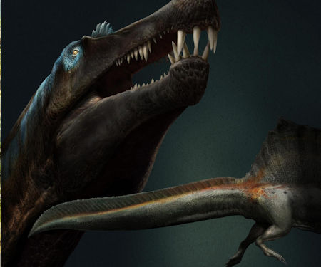 Spinosaur Genuine Creataceous Dinosaur Tooth/Teeth 1 Per Purchase 