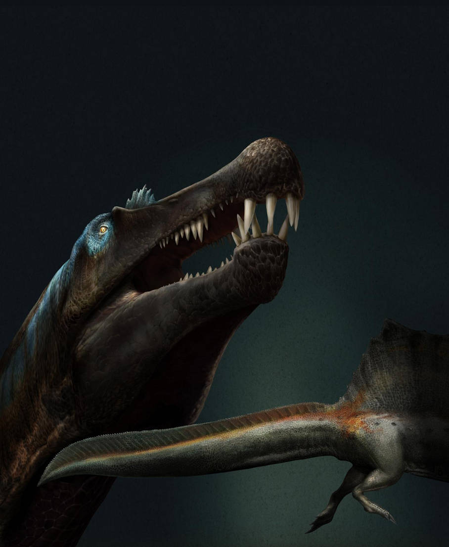 Illustration of Spinosaurus by Davide Bonadonna.
