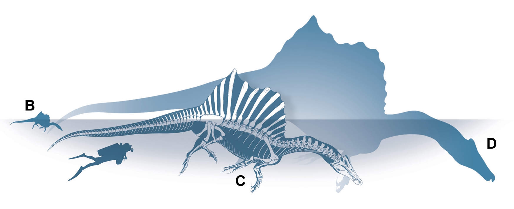 Size-comparison of selected Spinosaurus individuals from the Kem Kem Beds compared to a human. Figure 3 from Maganuco S. and Dal Sasso C. 2018