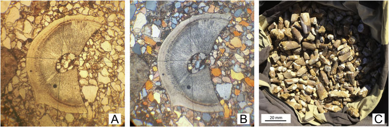 This is Figure 4 from Beevor et al, 2021 showing sample Spinosaurus teeth. The first two images is a spinosaurus cross section, the third image isa bag full of broken Spinosaurus teeth. 