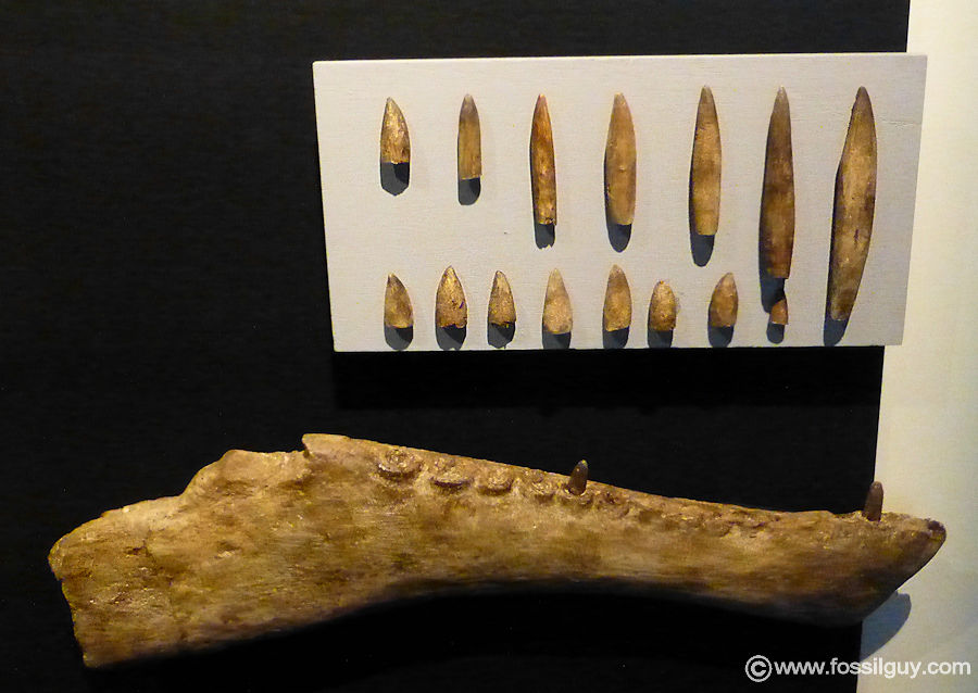 Lower jaw and teeth from a Spinosaurus.