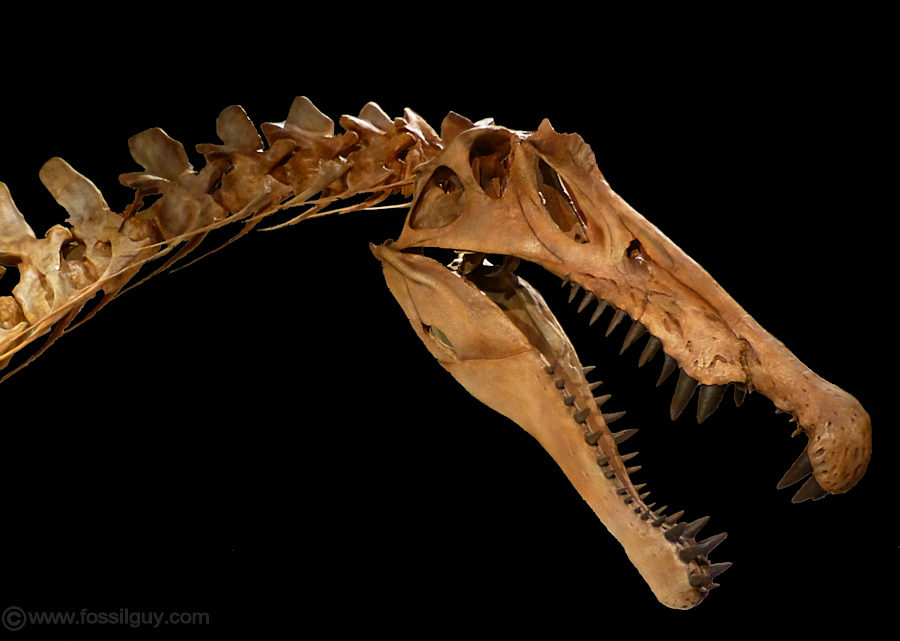 Skull of the spinosaurus dinosaur showing the crocodile like jaws and teeth.