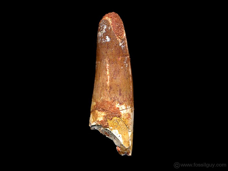 A spinosaurus tooth from the Kem Kem beds. Notice the Peg like shape that is ideal for grasping fish.