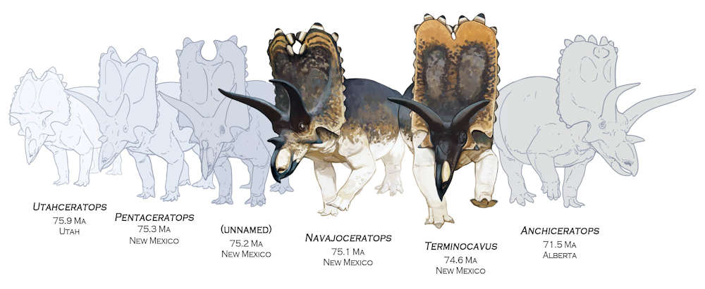The new dinosaurs form critical intermediate species linking Utahceratops, Pentaceratops, and Anchiceratops. Copyright: Ville Sinkkonen & Denver Fowler