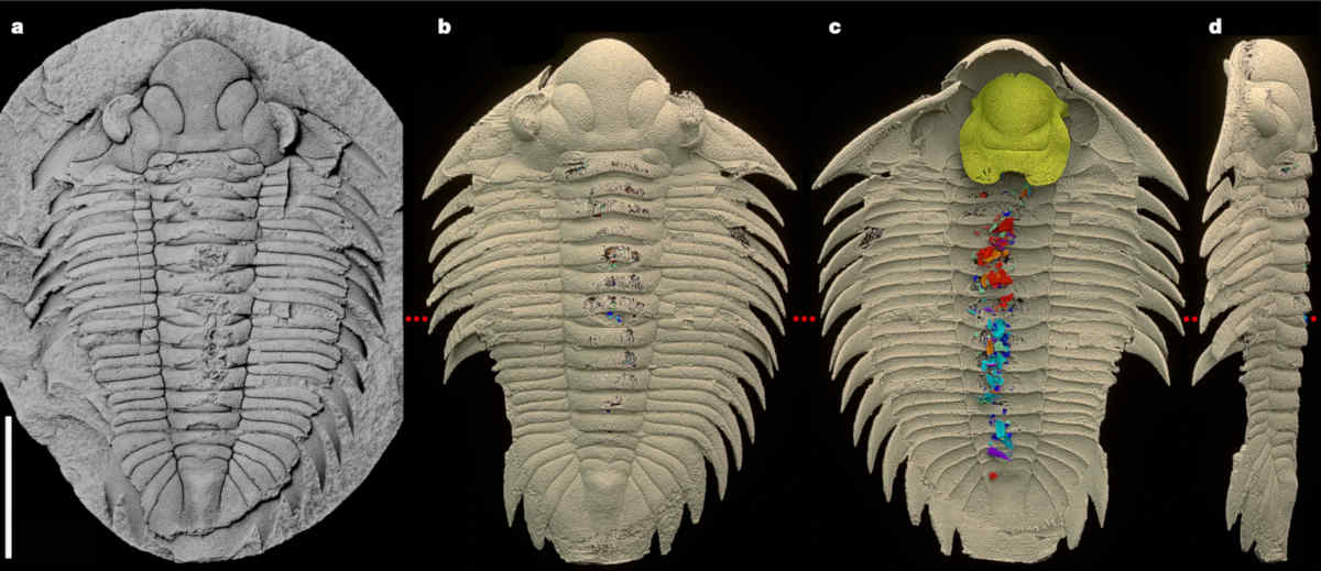 Figure 1 from Kraft et al., 2023 - Nature - showing the
(a) Bohemolichas incola specimen and (b-d) models of the specimen with the gut contents highlighted in red and blue.