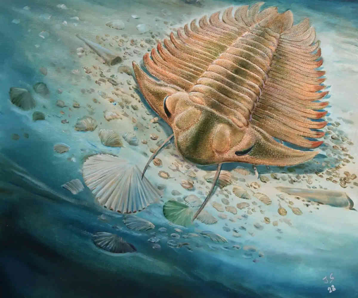 Illustration of the Bohemolichas trilobite scavenging on the sea floor before it was buried. Image Credit: Jiri Svoboda