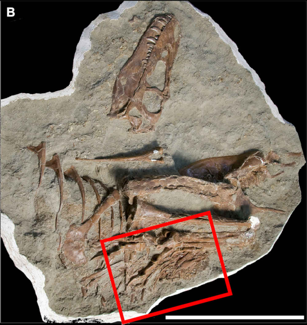Figure 1B from Therrien et al., 2023 - Sciecne Advances - showing an
anteriolateral view of the fossils with the preserved stomach contents highlighted in the red box.