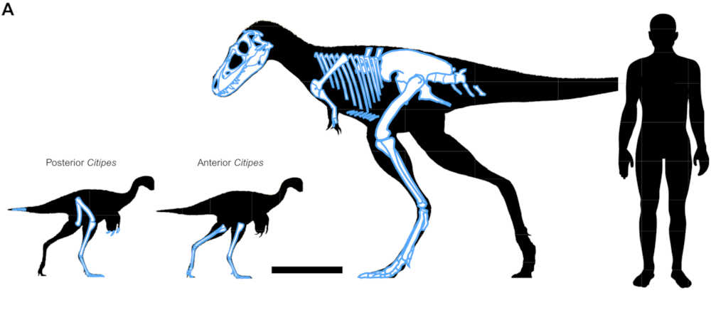 Figure 2A from Therrien et al., 2023 - Sciecne Advances - showing the
outlines of the two Citipes specimens and the Gorgosaurus specimen highlighting the articulated bones found