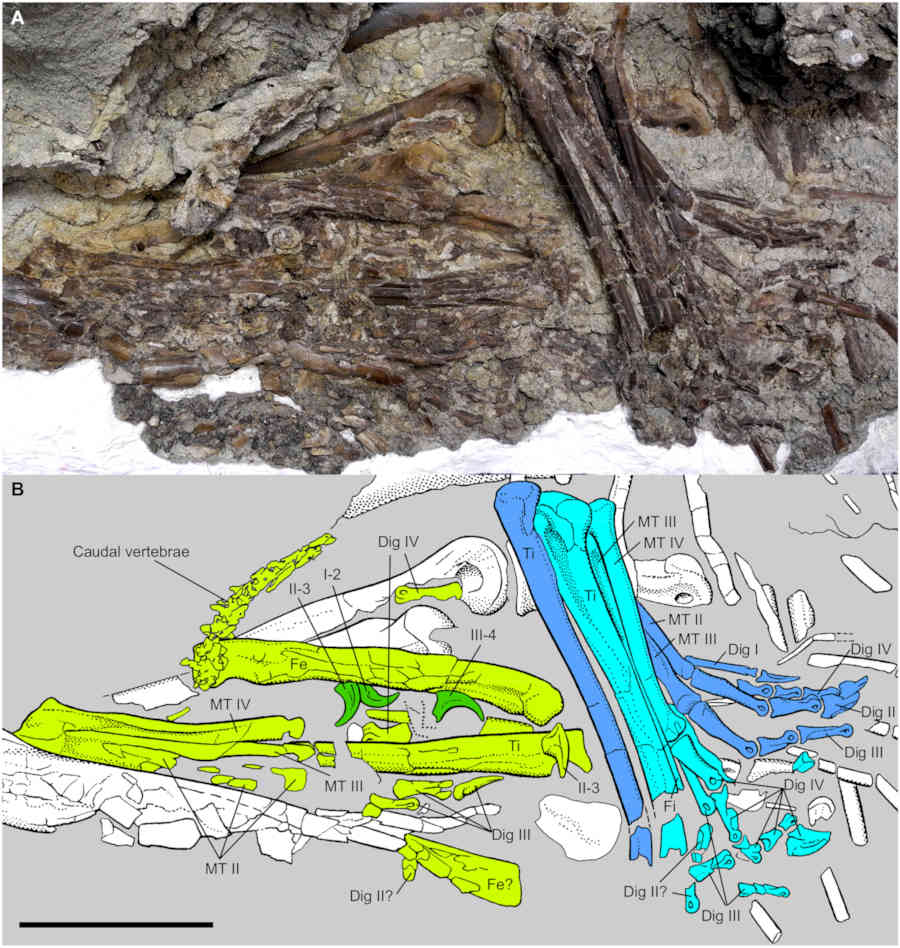 Figure 3 from Therrien et al., 2023 - Sciecne Advances - showing the
details of the stomach contents.  White are bones from the Gorgosaurus, Green shades are one Citipes specimen, while Blue shades are the other.