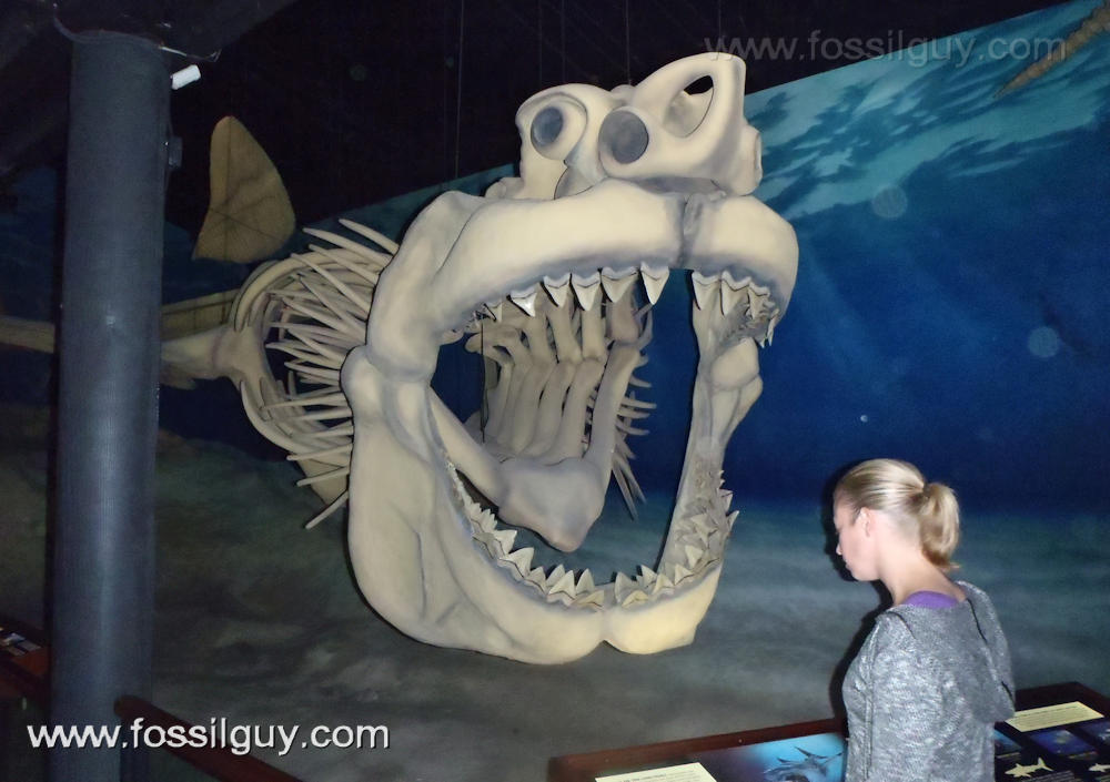 A Megalodon reconstruction at the Calvert Marine Museum