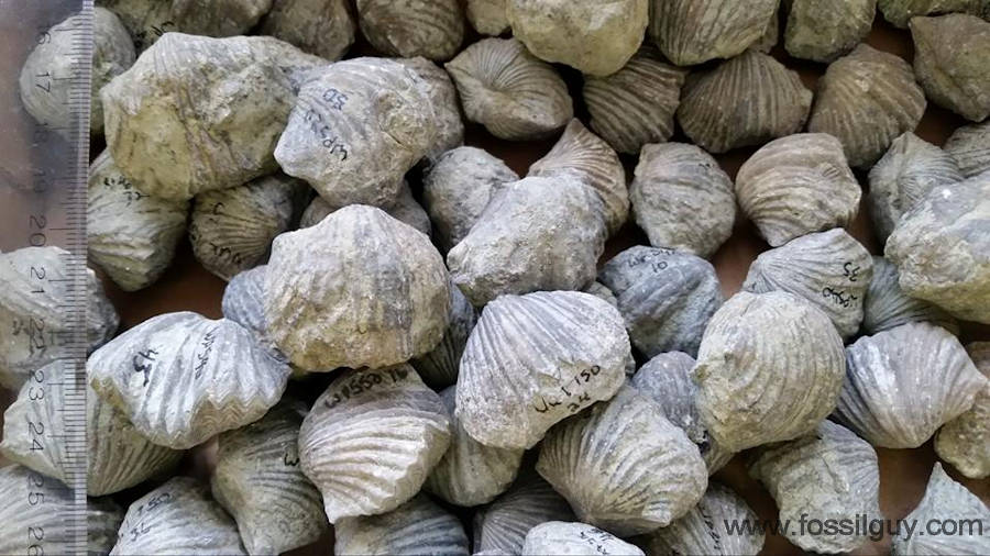 This is a bulk sample of Brachiopods awaiting study.
