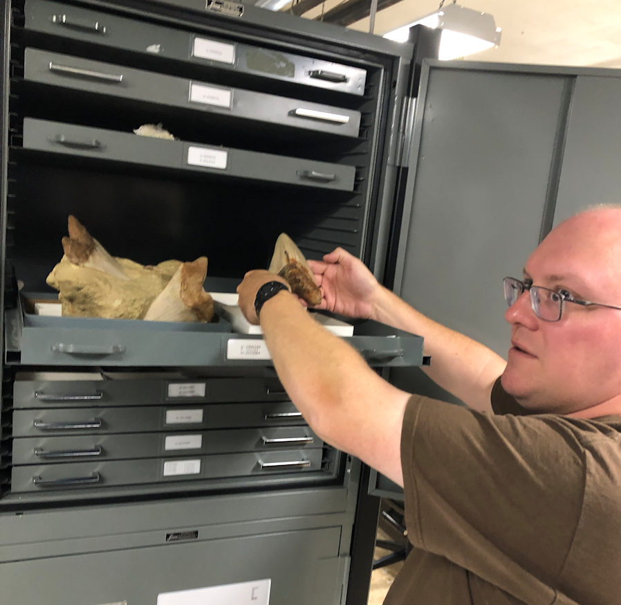 Andy Farke showing Lee Cone and I some megalodon teeth from Sharktooth Hill in the collections room of the Raymond M. Alf Museum of Paleontology at The Webb Schools.
